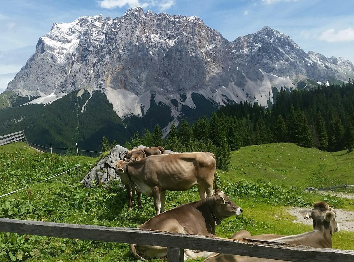 Das Halali - Dein Kleines Hotel An Der Zugspitze 埃尔瓦尔德 外观 照片